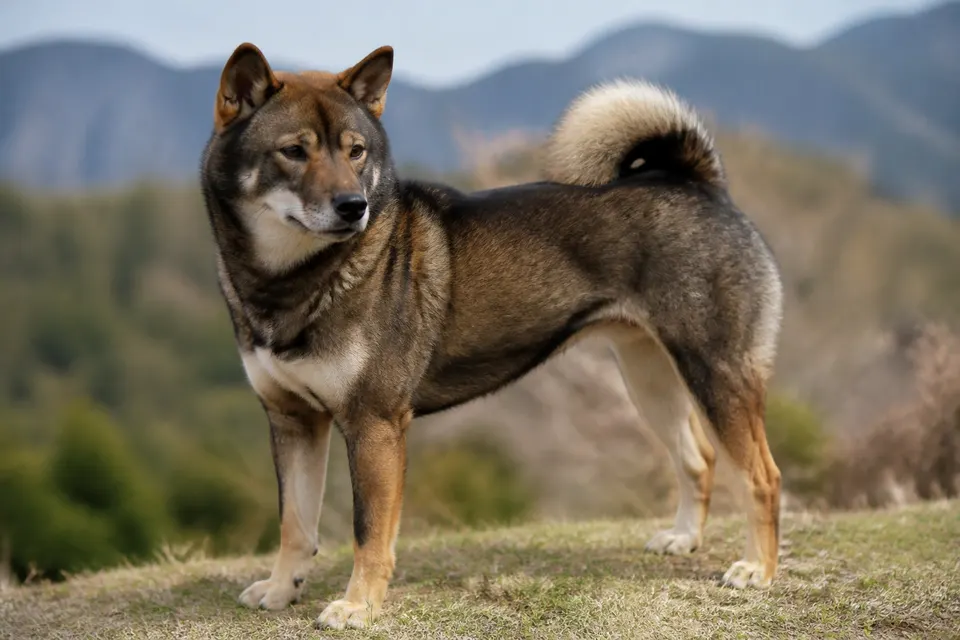 四国犬 · 正面