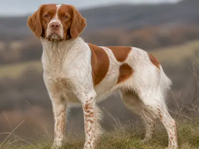 布列塔尼犬
