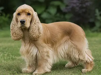 可卡犬
