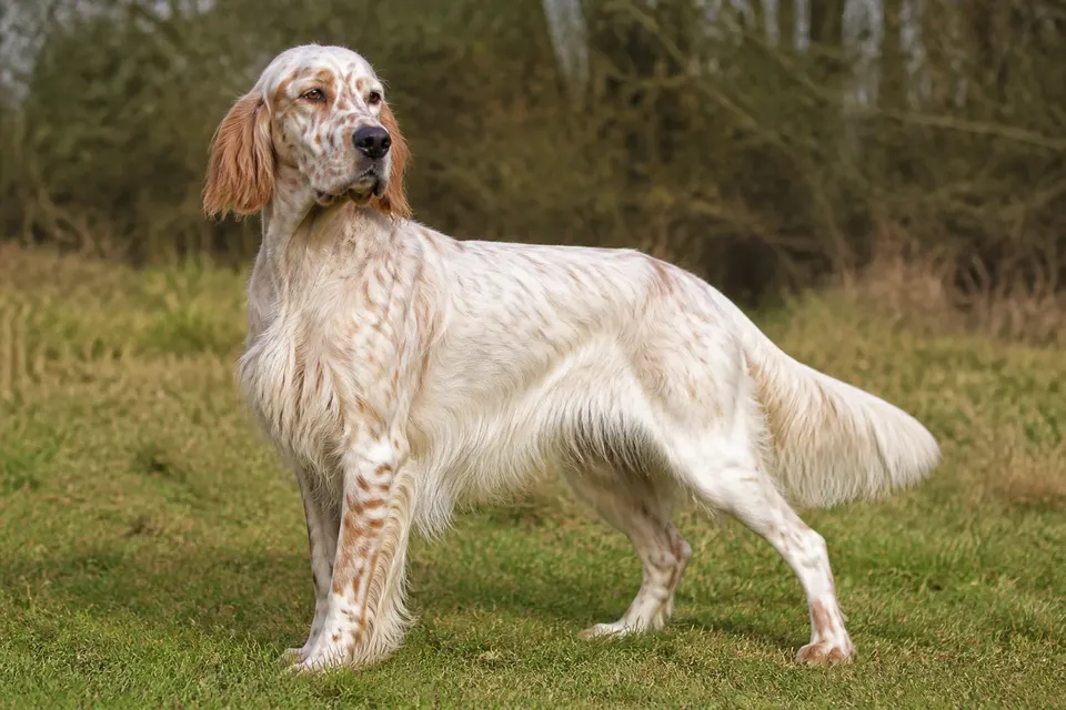 英国塞特犬 · 正面