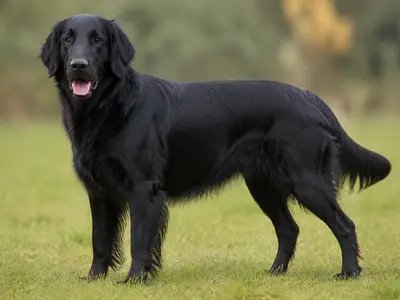 平毛寻回犬