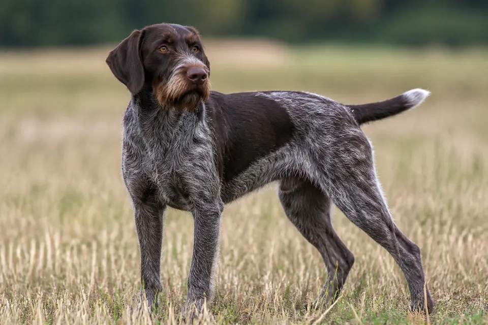 German Wire- Haired Pointing Dog犬 · 正面