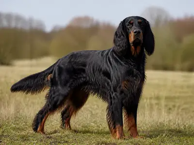 戈登塞特犬