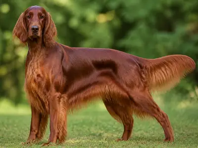 爱尔兰塞特犬