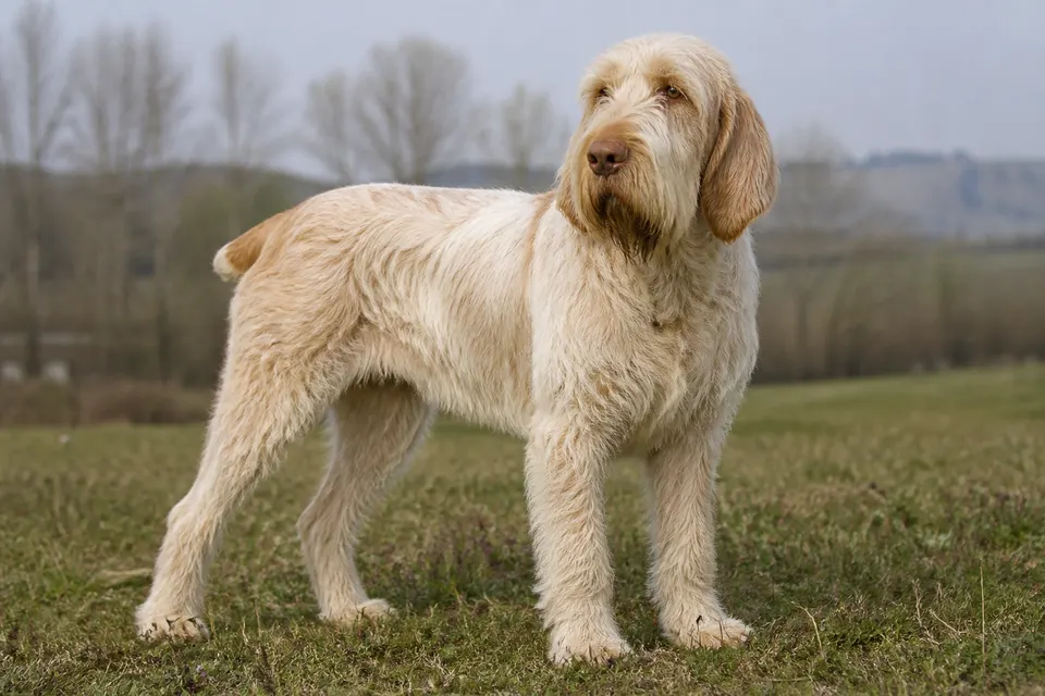 Italian Spinone犬 · 正面