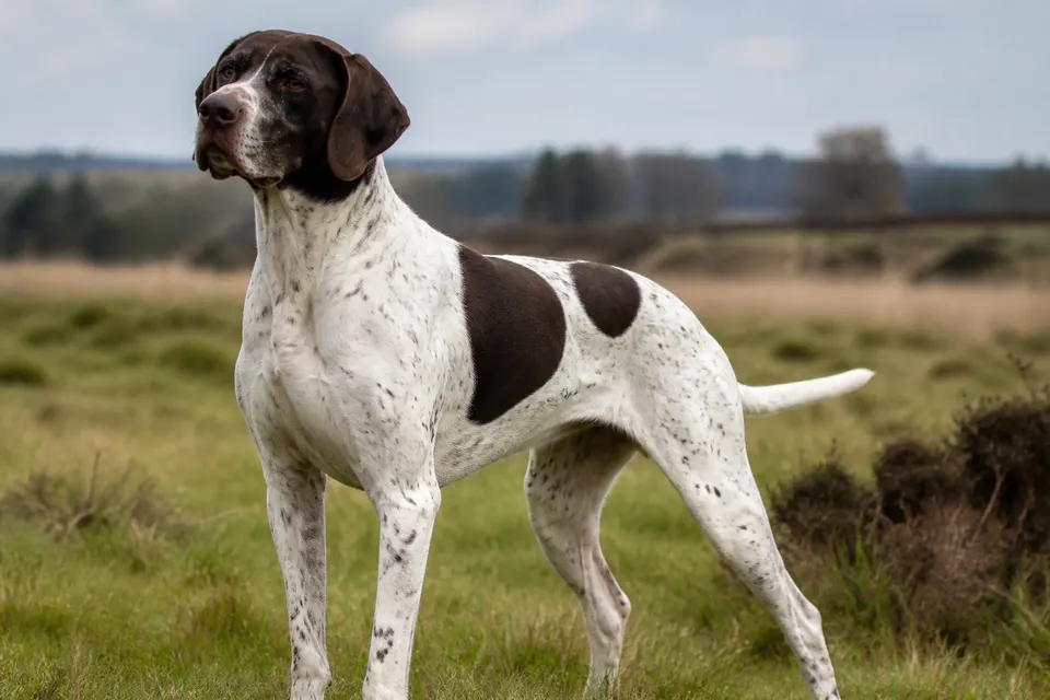Old Danish Pointing Dog犬 · 正面
