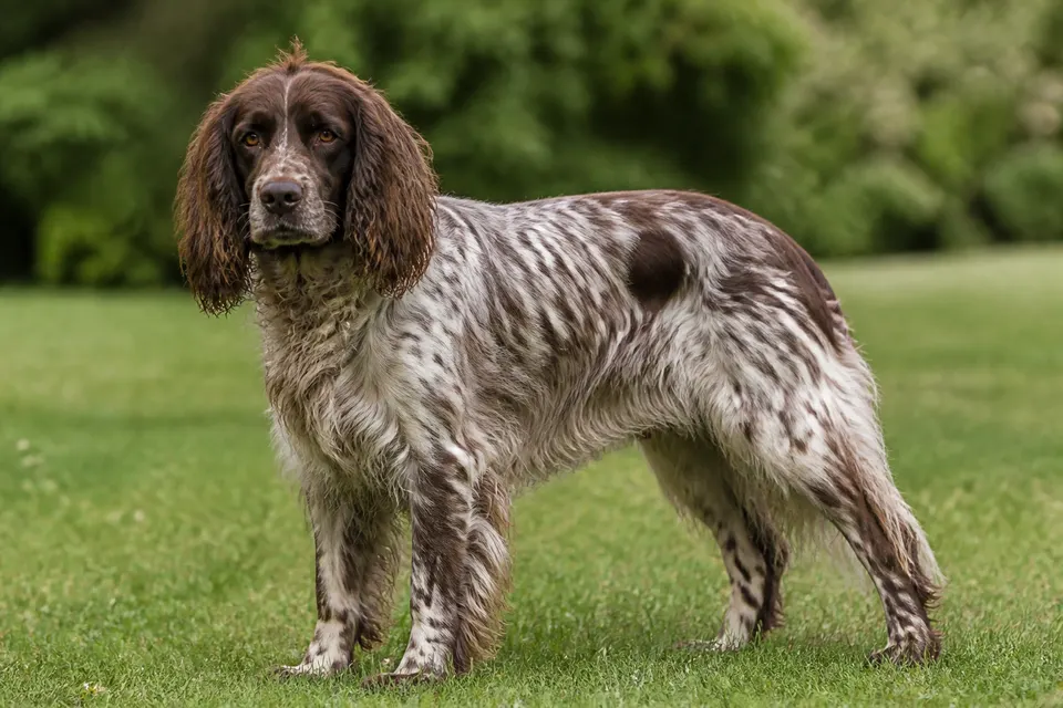 Picardy Spaniel犬 · 正面