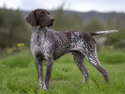 Portuguese Pointing Dog犬