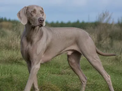 威玛犬