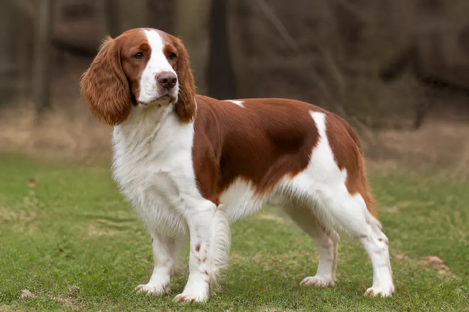 威尔士史宾格犬 · 正面