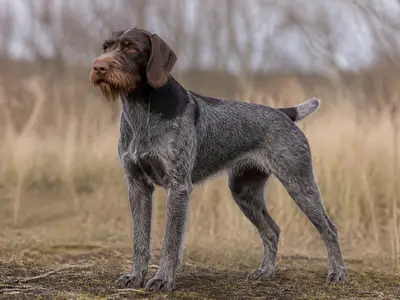 Wirehaired Slovakian Pointer犬