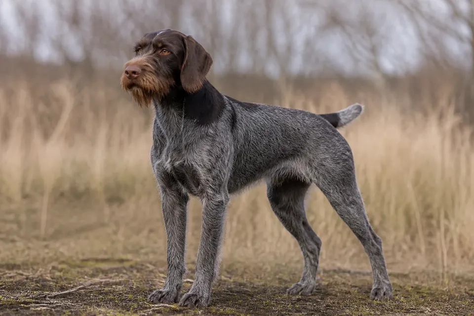 Wirehaired Slovakian Pointer犬 · 正面