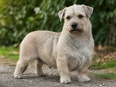 Irish Glen of Imaal Terrier犬