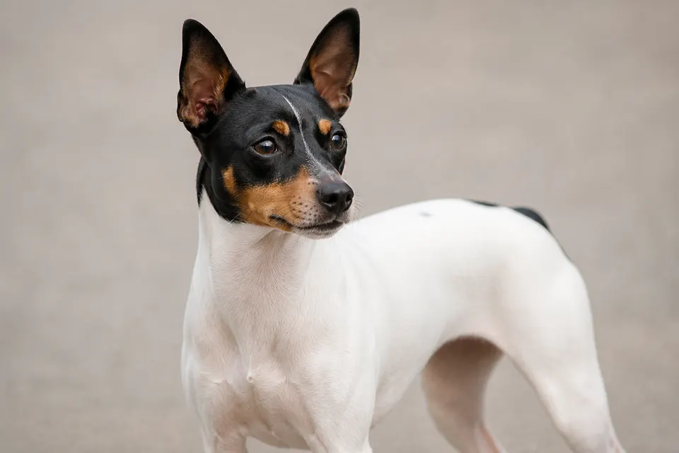 Japanese Terrier犬 · 正面