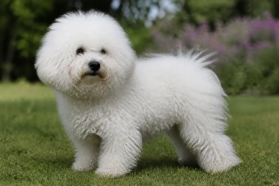 Bolognese犬 · 正面