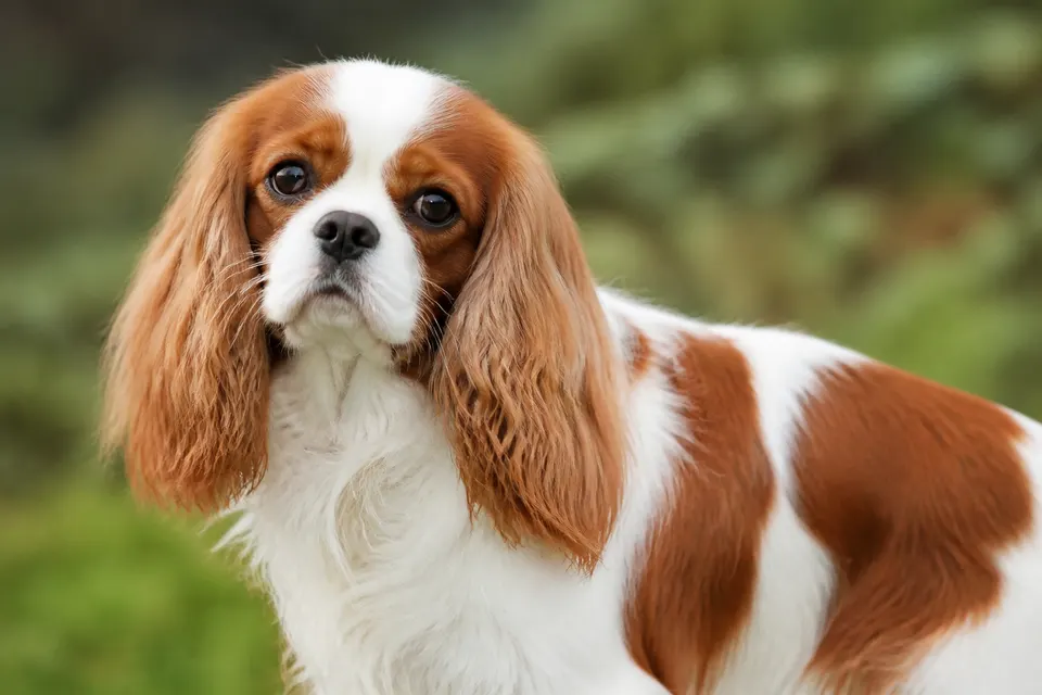 骑士查理王小猎犬 · 正面