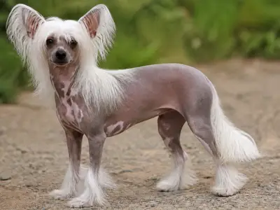 Chinese Crested Dog犬