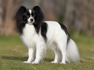 Continental Toy Spaniel犬