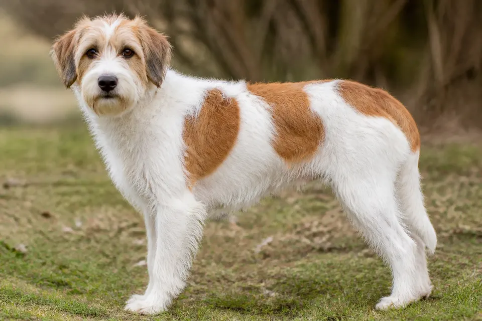 Kromfohrländer犬 · 正面