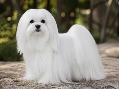 马尔济斯犬