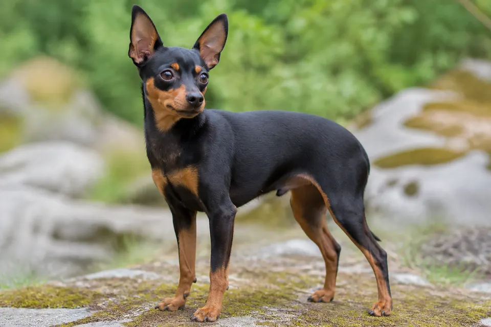 Prague Ratter犬 · 正面
