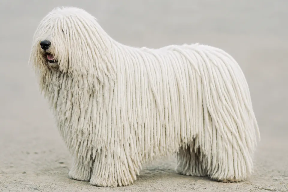 可蒙多犬 · 正面