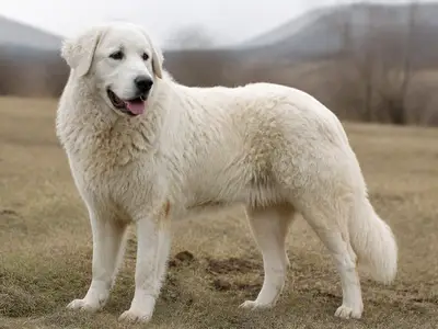 库瓦兹犬