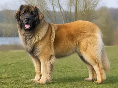 莱昂贝格犬