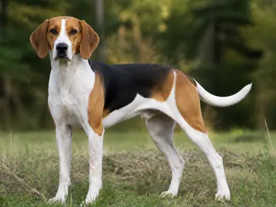 美国猎狐犬