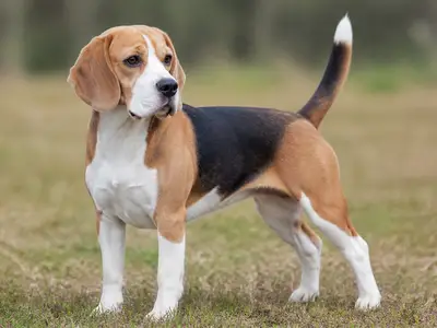 比格犬