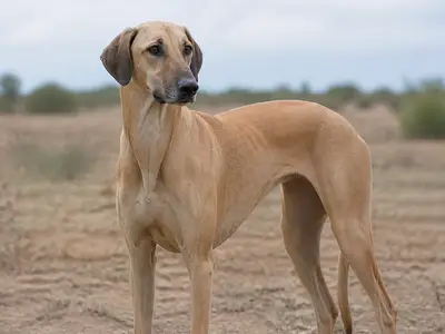 斯鲁吉犬