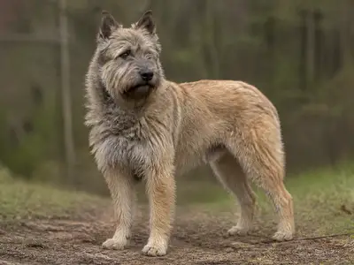Bouvier des Ardennes犬