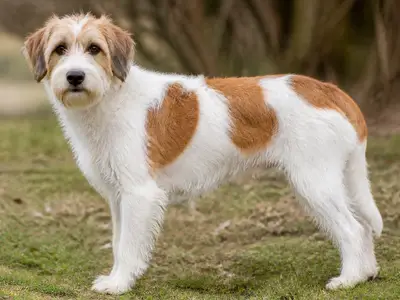 Kromfohrländer犬